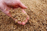 Metering and Conveying Spent Brewer's Grain