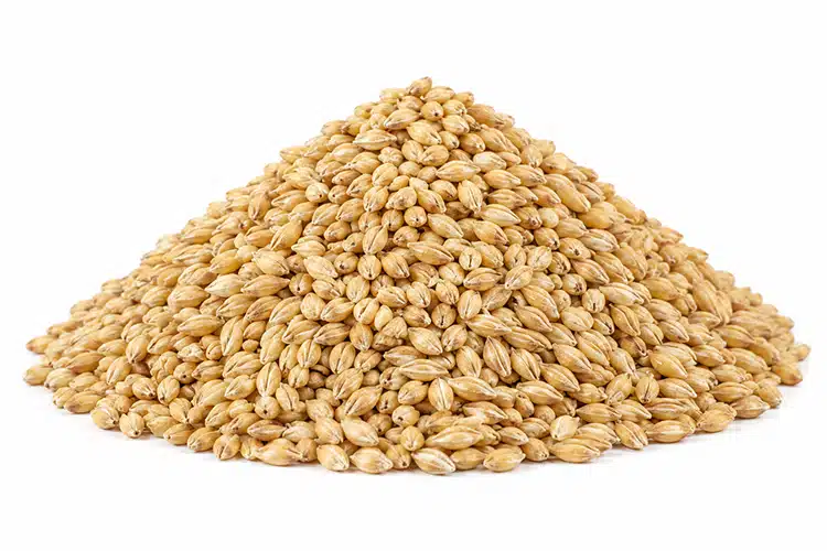 Barley - KWS Manufacturing Company, LLC