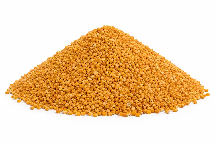 Corn - KWS Manufacturing Company, LLC