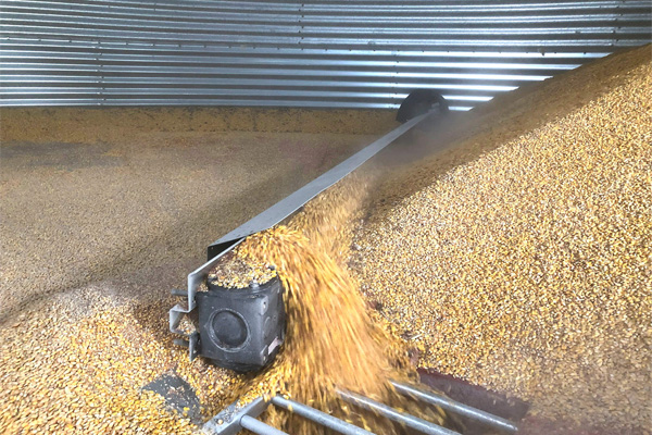 Grain is Swept to Openings in Bottom of Bin and Removed with Floor Auger