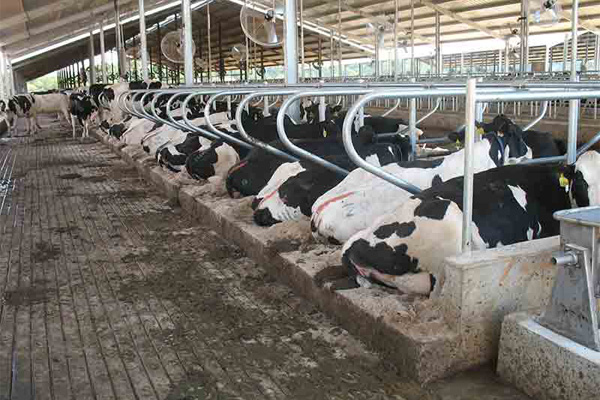 CEI Builders and KWS Helped Leatherbrook Holsteins Reduce Environmental Impact